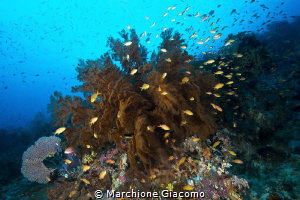 Raja Ampat reef
Nikon D800E, 10,5 mm Nikon , two strobo
... by Marchione Giacomo 